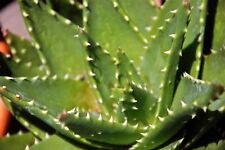 Aloe Affinis-Aloe Vera -10 X Herbal planta Suculenta seeds segunda mano  Embacar hacia Spain