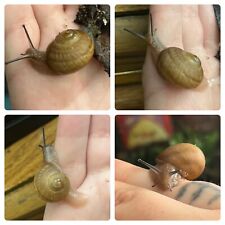 land snail for sale  Woonsocket
