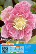 Helleborus double pink gebraucht kaufen  Erfurt