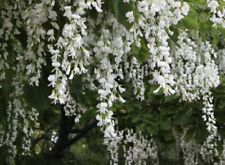 White wisteria tree for sale  Nevada