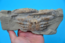 Amazing huge fossil for sale  UK