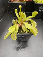 Venus flytrap giant for sale  FELTHAM