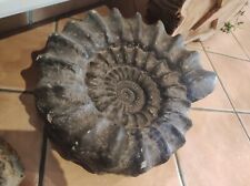 Ammonit arietites solarium gebraucht kaufen  Dürbheim