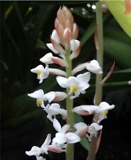 jewel orchid for sale  Boynton Beach