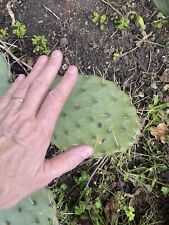 Prickly pear cactus. for sale  BURY ST. EDMUNDS