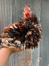 Bantam frizzled cochin for sale  Garden Prairie