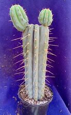 Chunky columnar cactus for sale  PENZANCE