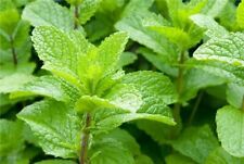Strawberry mint strawberry for sale  Shipping to Ireland