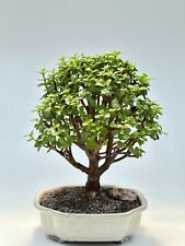 Jade bonsai tree for sale  Patchogue