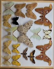 Schmetterlinge sammlung gebraucht kaufen  Merseburg