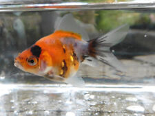 Calico fantail goldfish for sale  UK