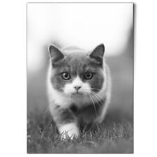 British shorthair kitten for sale  SELBY