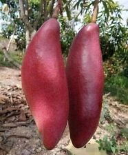 Red ivory mango for sale  Shipping to Ireland