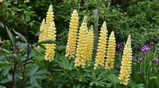 Lupin chandelier stately for sale  TELFORD