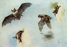 NATTERER'S and DAUBENTON'S BATS. VINTAGE 1970s PRINT OF A PAINTING BY A THORBURN for sale  NELSON