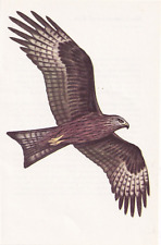 Adult black kite for sale  COLNE