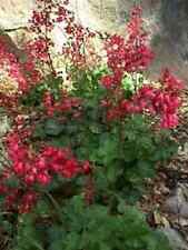 CORAL BELLS SEEDS HEUCHERA BRESSINGHAM FLOWERING for sale  Shipping to South Africa