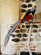 Bird taxidermy pheasant d'occasion  Aire-sur-l'Adour