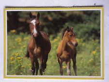 Postkarte pferde niederlande gebraucht kaufen  Hamburg