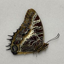 Butterfly - Charaxes pollux - Londorosi Forest, Tanzania, used for sale  Shipping to South Africa