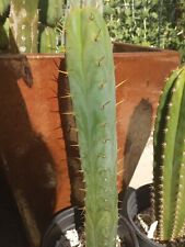 sacred cacti for sale  Chino Hills