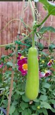 Bottle gourd indian for sale  LIVERPOOL