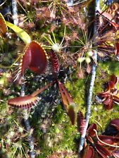 2023-120 Venus Flytrap, semillas de Dionaea - rojo púrpura, comedor de personas, huelga de oro segunda mano  Embacar hacia Argentina