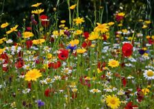 Wiesen blumen mischung gebraucht kaufen  Frammersbach