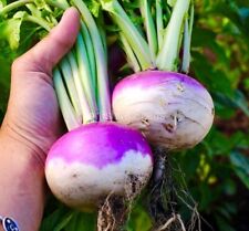 Turnip milan purple for sale  DEWSBURY