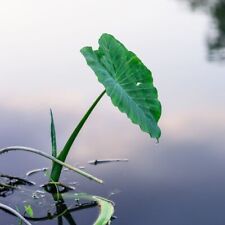 15 GREEN TARO ELEPHANT EAR WATER LILY BULBS ROOTS POND PLANT EDIBLE POI FREE S/h, used for sale  Shipping to South Africa