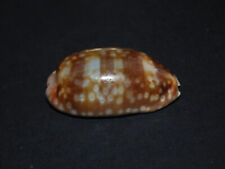 Cypraea zebra forme d'occasion  Moëlan-sur-Mer