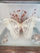 Vintage butterfly dried for sale  Minneapolis