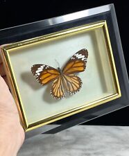 Real butterfly framed for sale  Fort Lauderdale