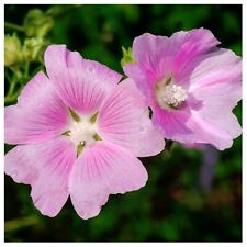 Lavatera clementii rosea for sale  Shipping to Ireland