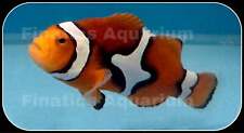 Picasso clownfish saltwater for sale  Discovery Bay