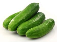 Italian mini cucumber for sale  LONDON