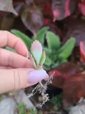 Mother thousands kalanchoe for sale  Englewood