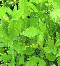 200+ Lovage seeds-Non GMO-Open Pollinated-Medicinal. for sale  Shipping to South Africa