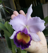 Orchid cattleya lc. d'occasion  Paris XV