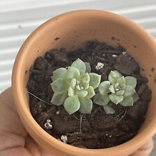 Echeveria moonglow succulent for sale  Jersey City