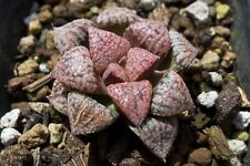 Succulent haworthia kouyou for sale  Albrightsville