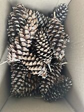 Real pinecones pine for sale  Mechanicsburg