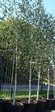 Silver birch tree for sale  GLENROTHES