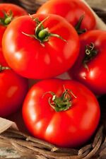 Live plants tomato for sale  Gurnee