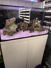Reef octopus octo for sale  LONDON