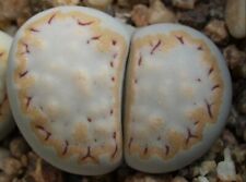 Lithops julii fulleri for sale  Shipping to Ireland
