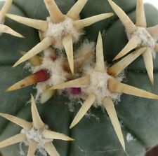 Echinocactus horizonthalonius cv SIROTOGE SUIHEIMARU 37 usato  Napoli