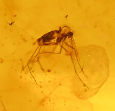 amber fossils for sale  Green Bay