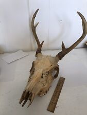 Whitetail deer antlers for sale  Au Gres