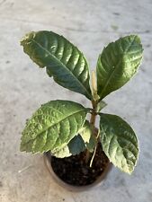 Loquat tree pot for sale  Baldwin Park